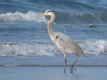 blue_heron