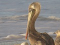 brown_pelican
