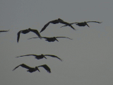 pelicans